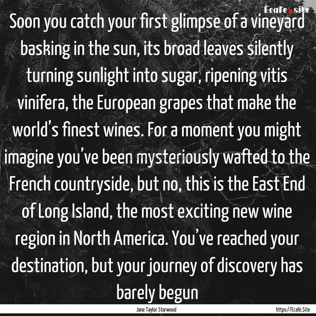 Soon you catch your first glimpse of a vineyard.... : Quote by Jane Taylor Starwood