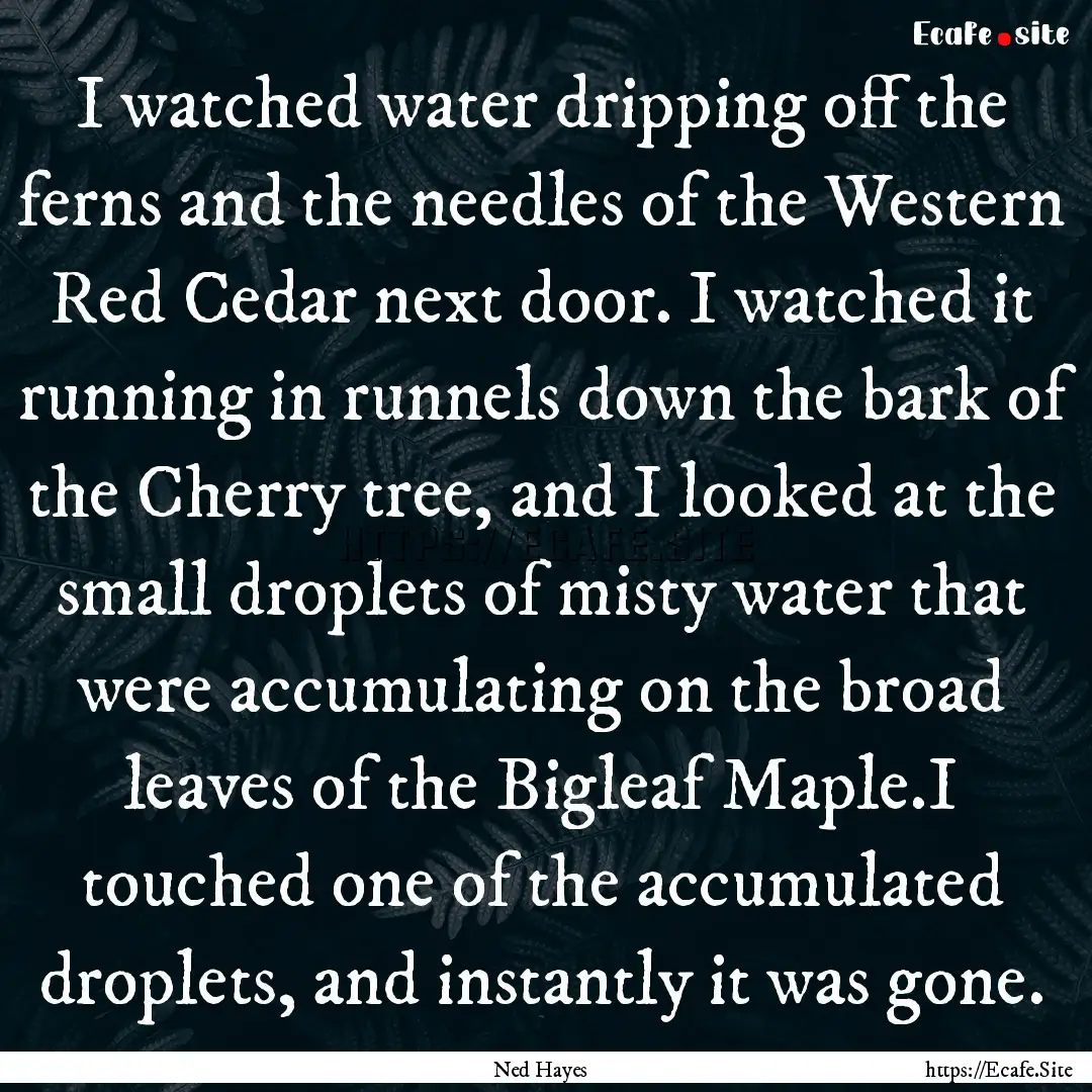 I watched water dripping off the ferns and.... : Quote by Ned Hayes