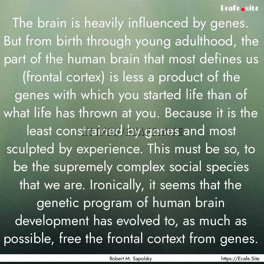 The brain is heavily influenced by genes..... : Quote by Robert M. Sapolsky