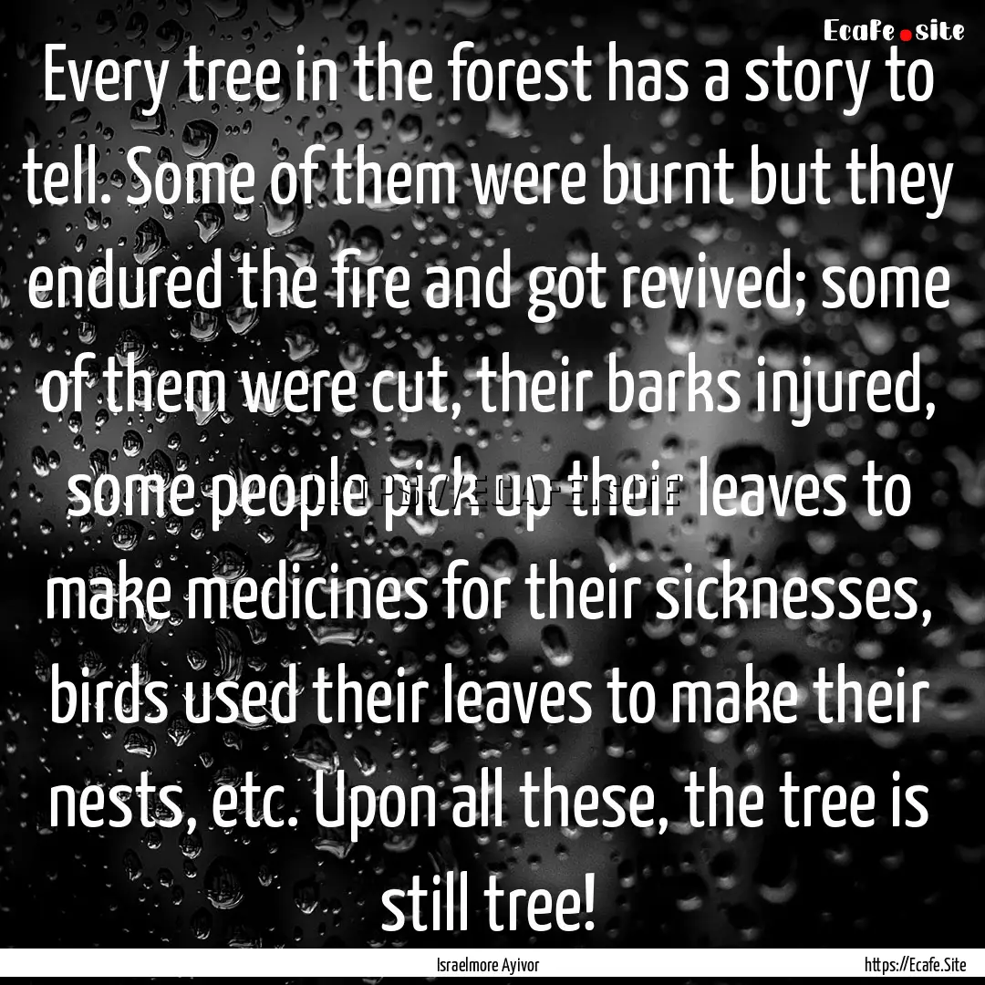 Every tree in the forest has a story to tell..... : Quote by Israelmore Ayivor