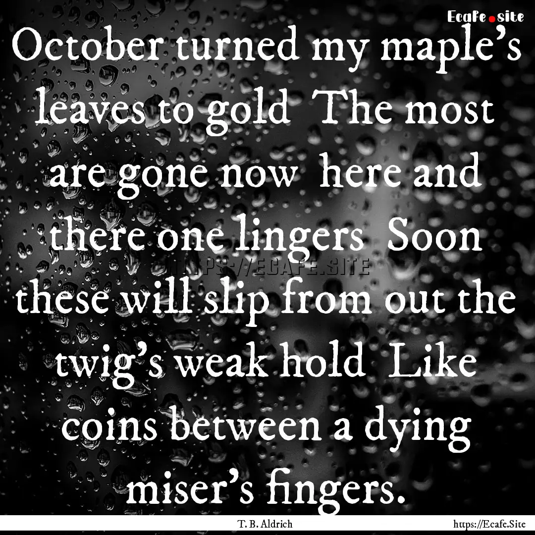 October turned my maple's leaves to gold.... : Quote by T. B. Aldrich