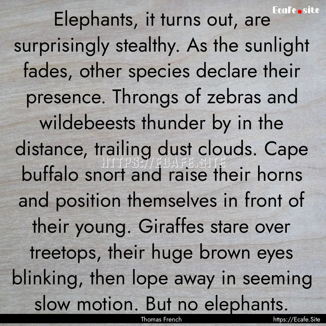 Elephants, it turns out, are surprisingly.... : Quote by Thomas French