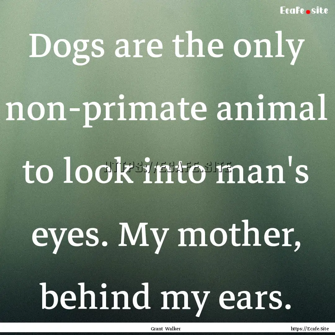 Dogs are the only non-primate animal to look.... : Quote by Grant Walker