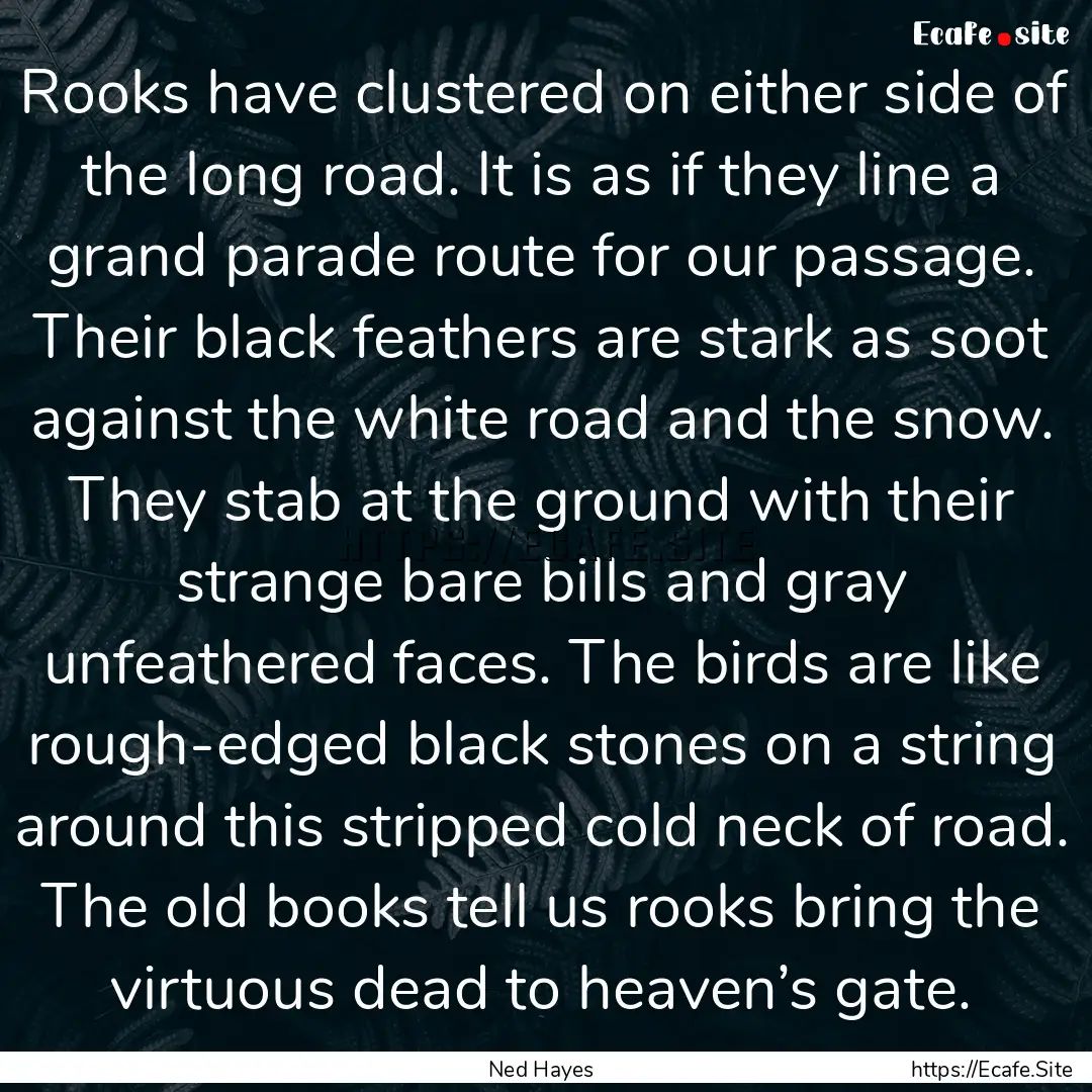 Rooks have clustered on either side of the.... : Quote by Ned Hayes