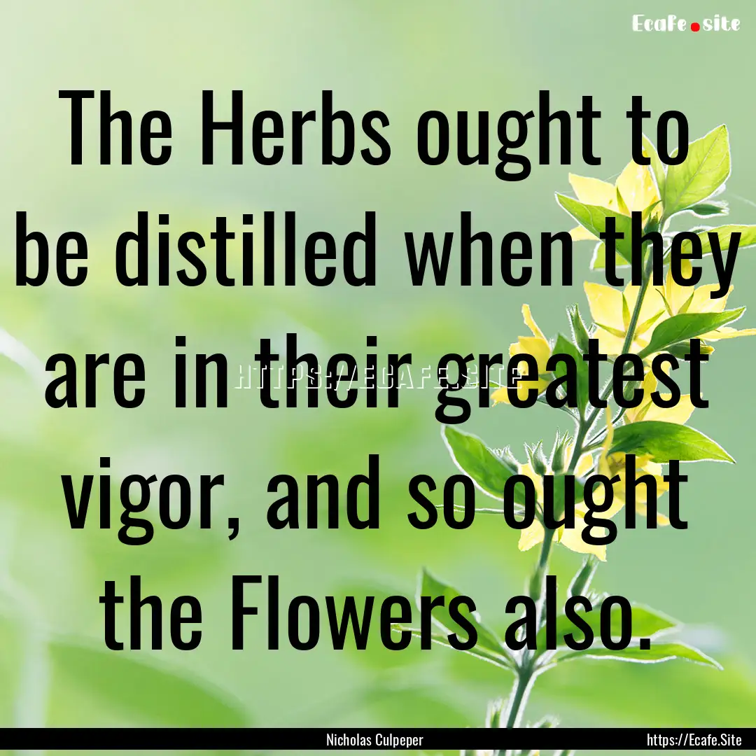 The Herbs ought to be distilled when they.... : Quote by Nicholas Culpeper