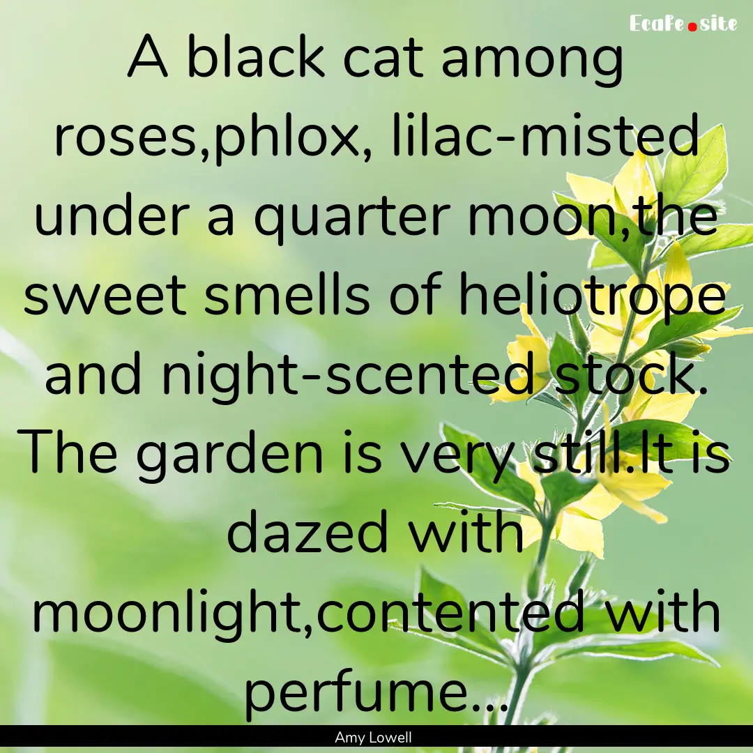 A black cat among roses,phlox, lilac-misted.... : Quote by Amy Lowell