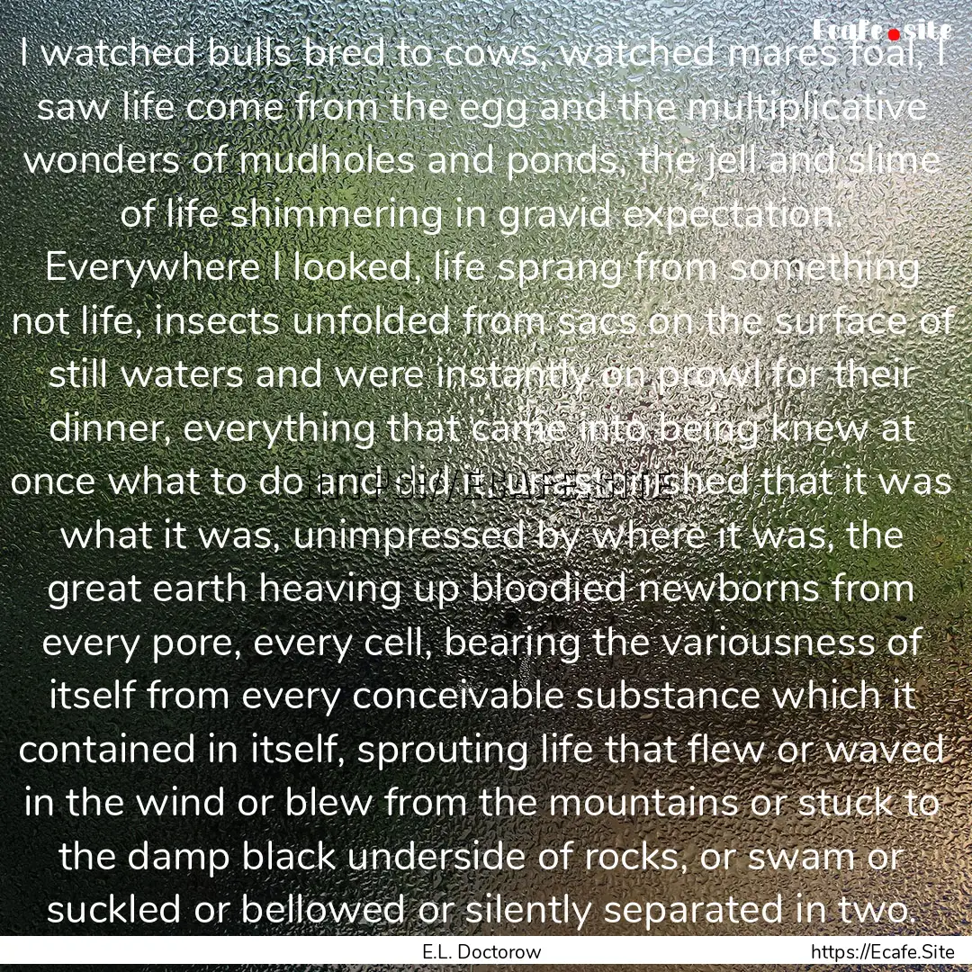 I watched bulls bred to cows, watched mares.... : Quote by E.L. Doctorow