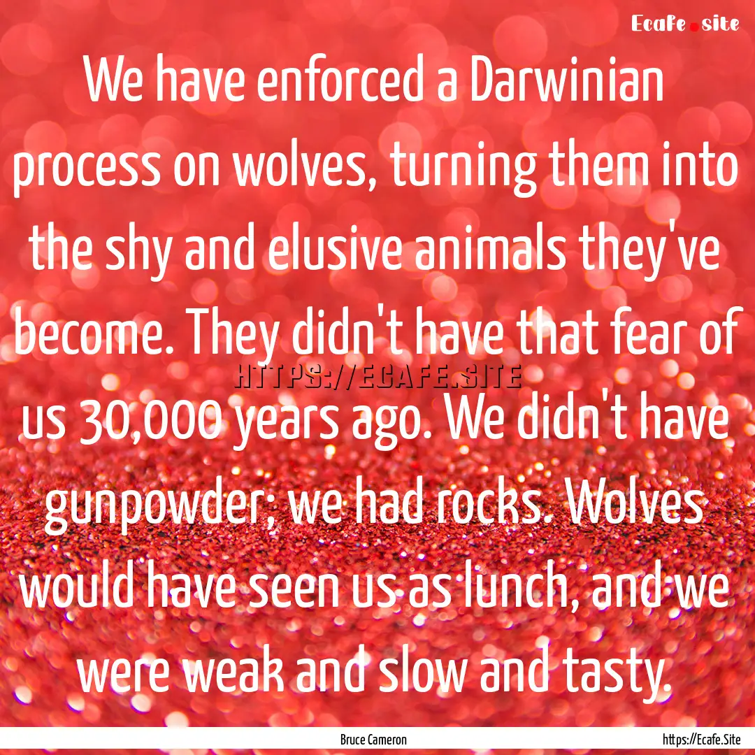 We have enforced a Darwinian process on wolves,.... : Quote by Bruce Cameron