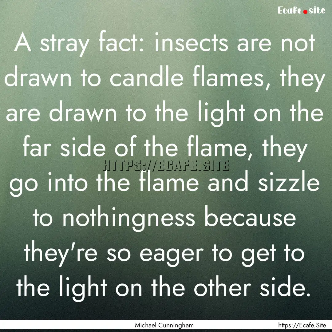 A stray fact: insects are not drawn to candle.... : Quote by Michael Cunningham