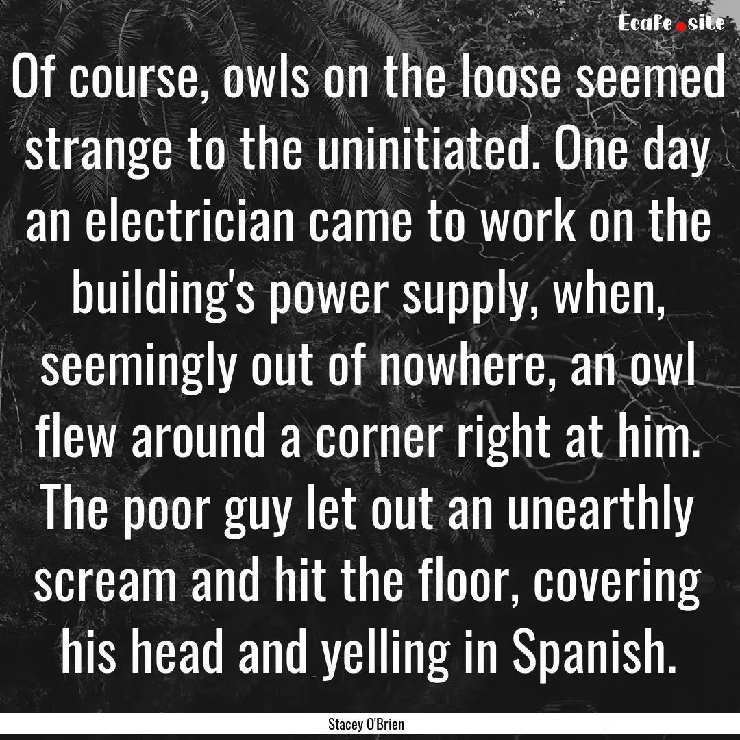 Of course, owls on the loose seemed strange.... : Quote by Stacey O'Brien