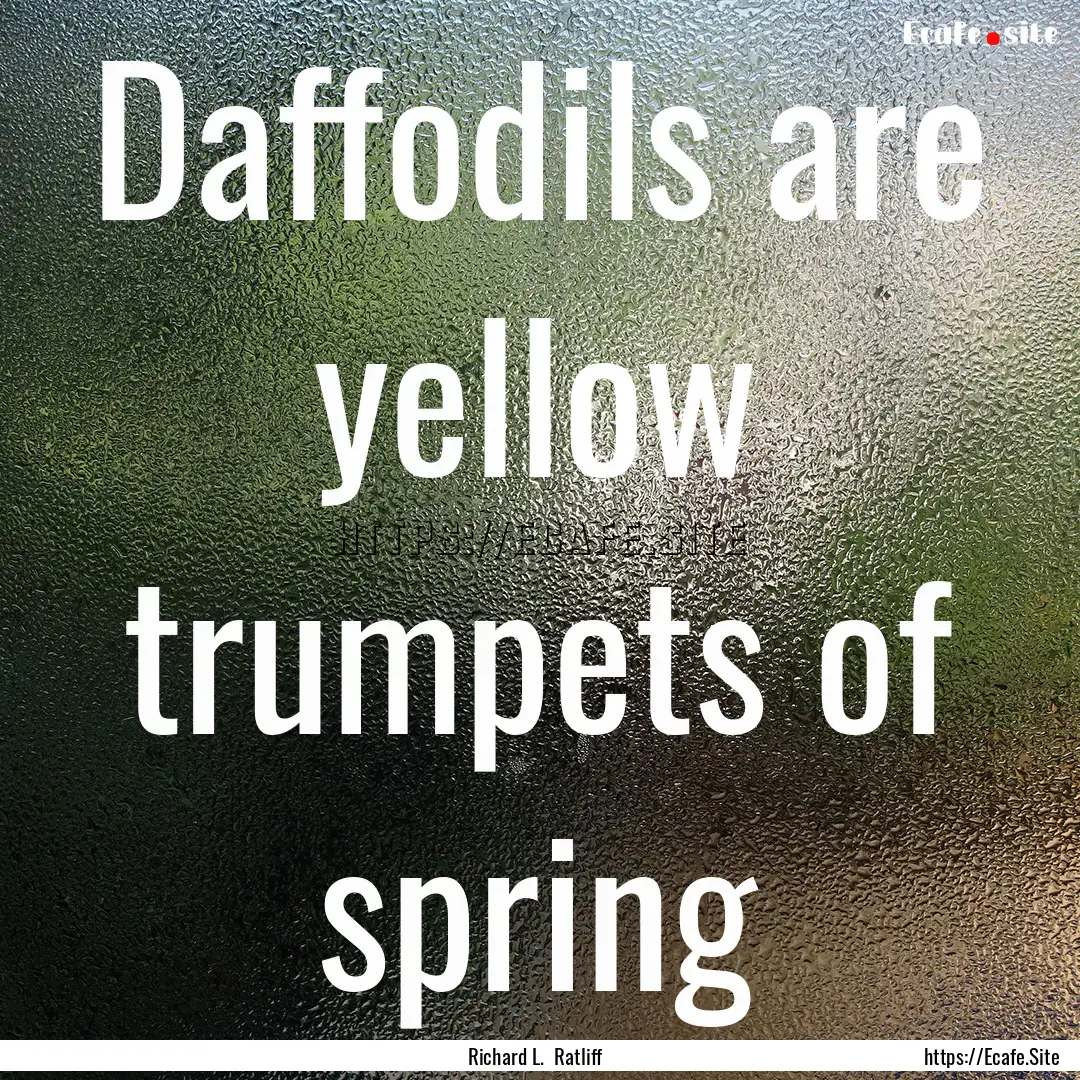 Daffodils are yellow trumpets of spring : Quote by Richard L. Ratliff