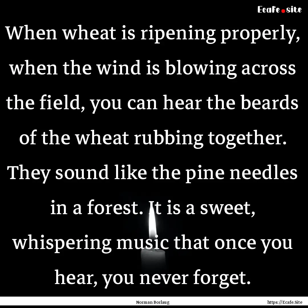 When wheat is ripening properly, when the.... : Quote by Norman Borlaug