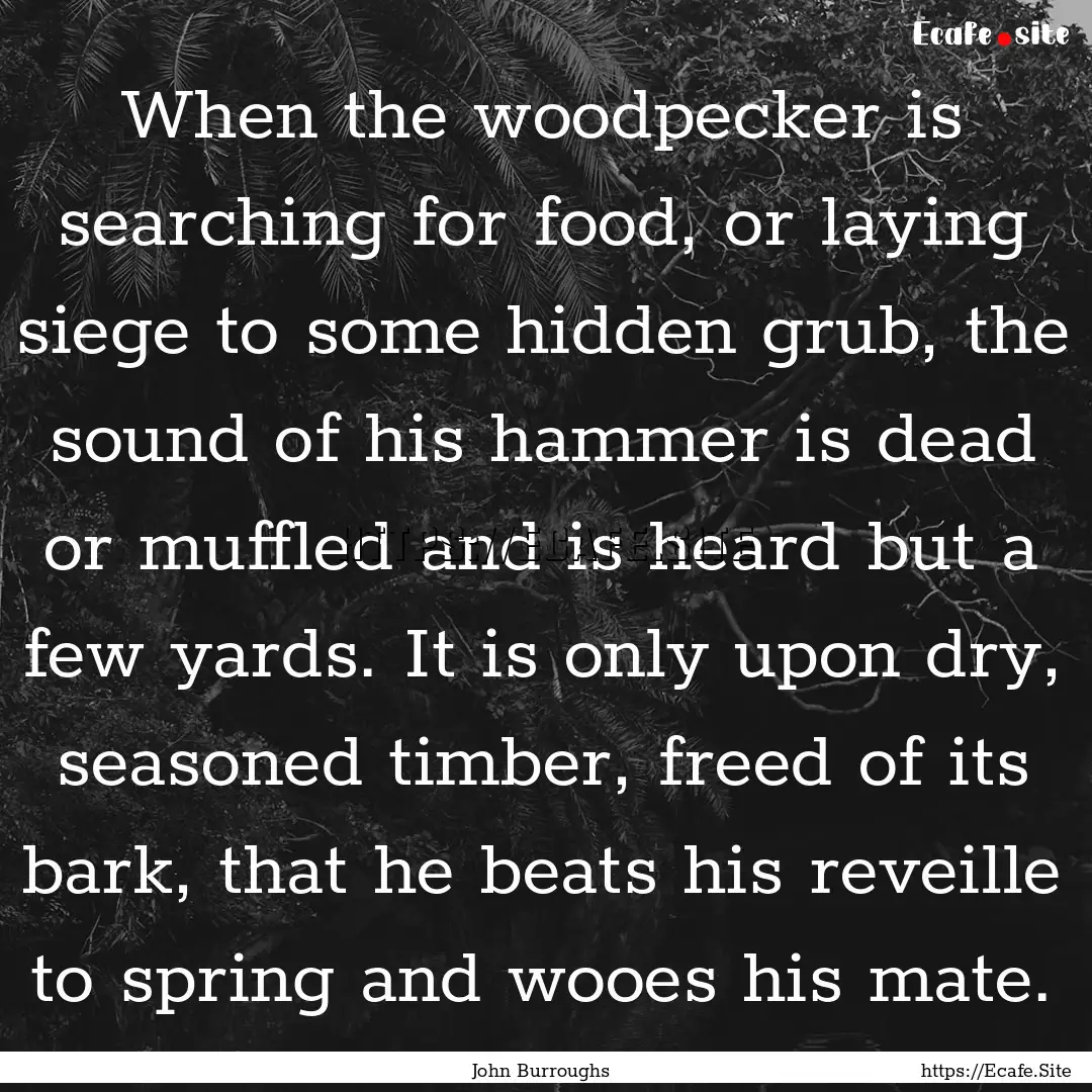 When the woodpecker is searching for food,.... : Quote by John Burroughs