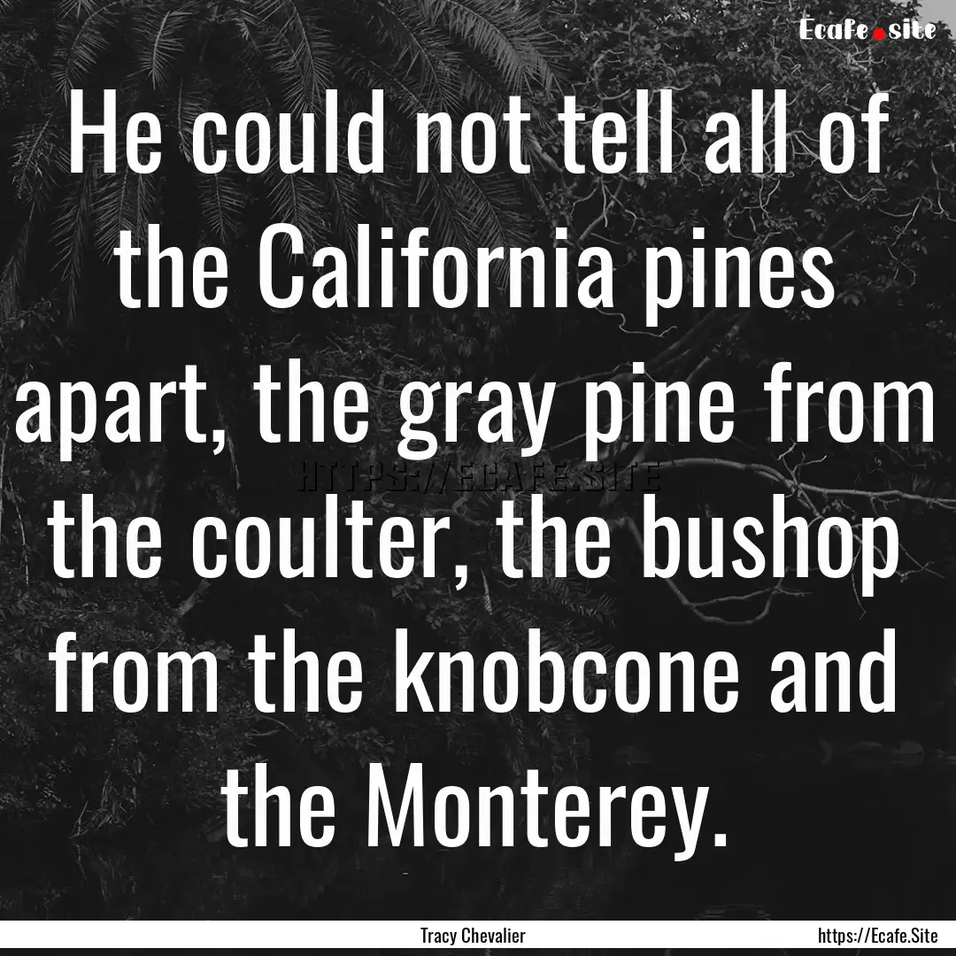 He could not tell all of the California pines.... : Quote by Tracy Chevalier