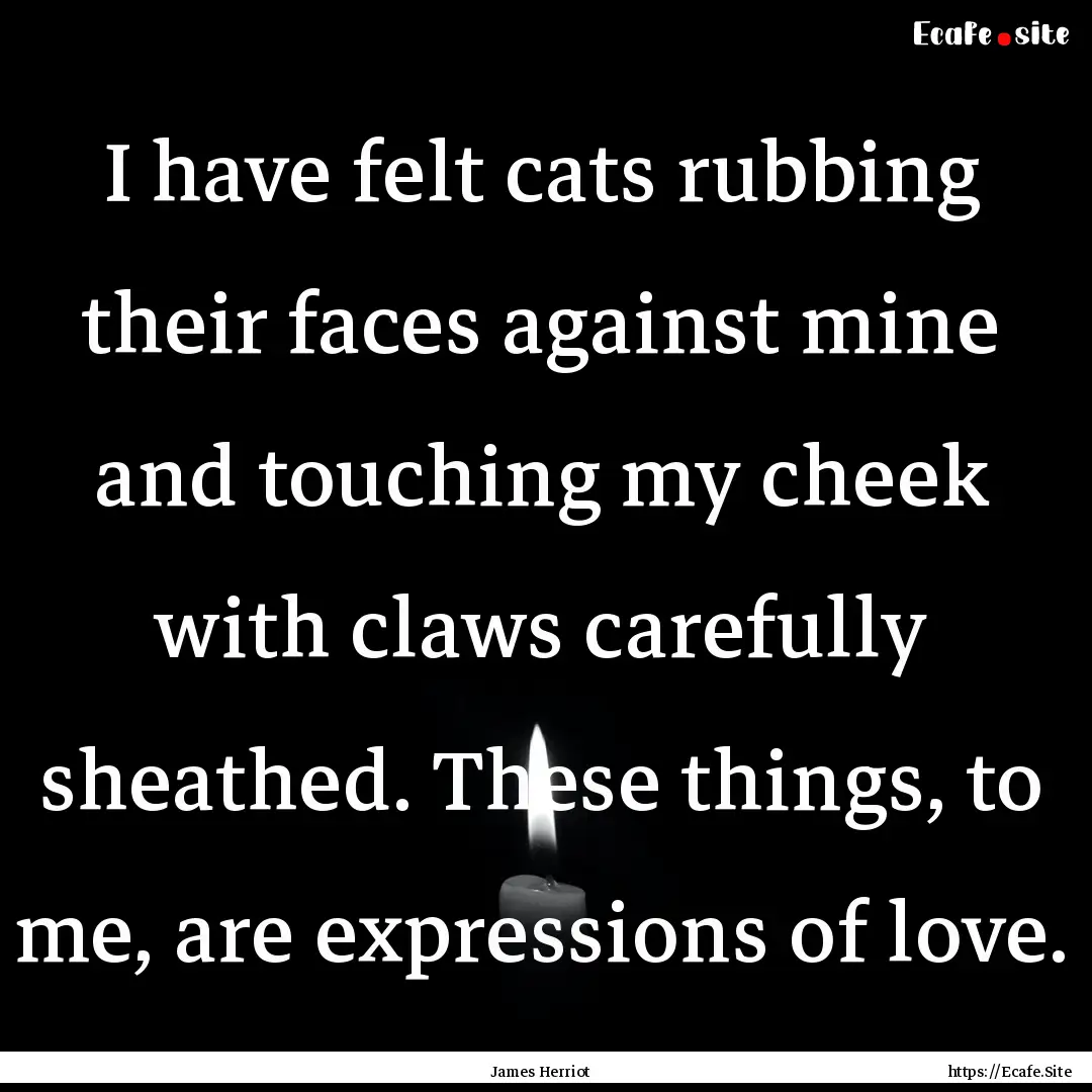 I have felt cats rubbing their faces against.... : Quote by James Herriot