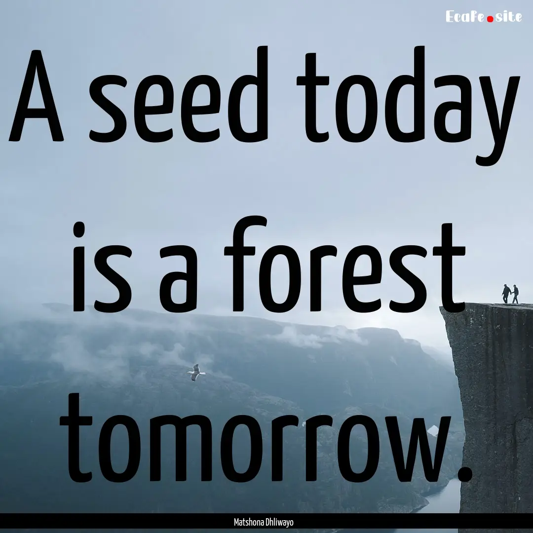 A seed today is a forest tomorrow. : Quote by Matshona Dhliwayo