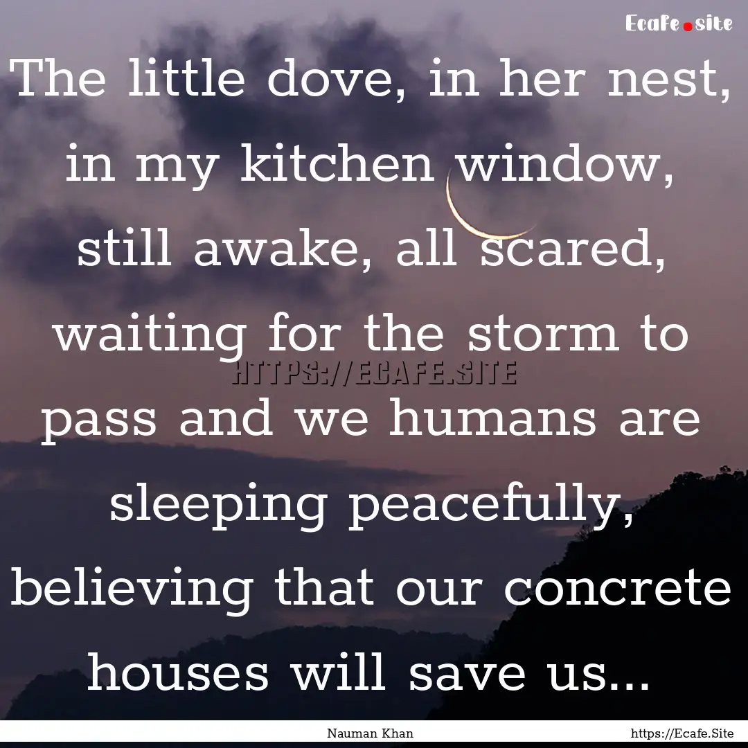 The little dove, in her nest, in my kitchen.... : Quote by Nauman Khan