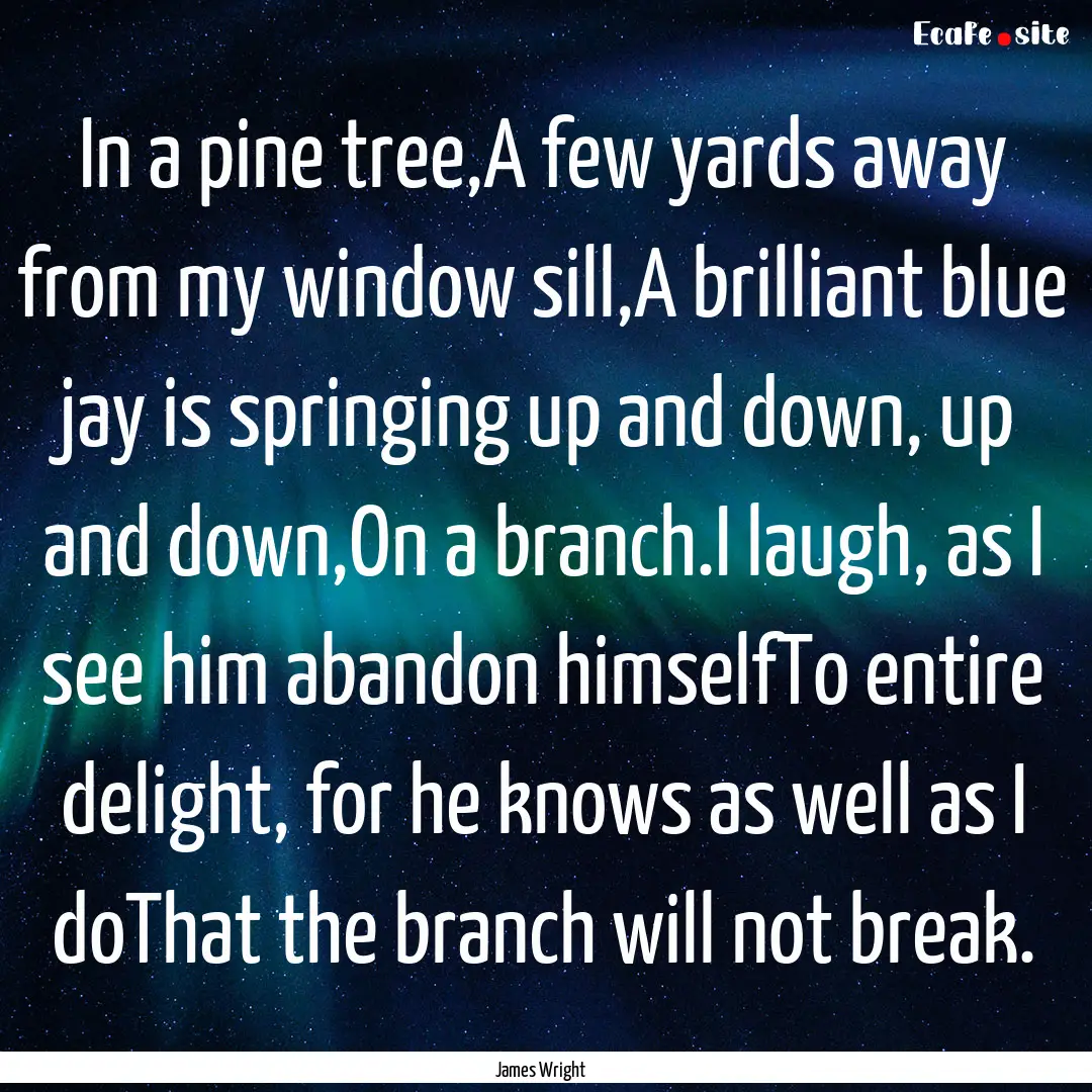 In a pine tree,A few yards away from my window.... : Quote by James Wright