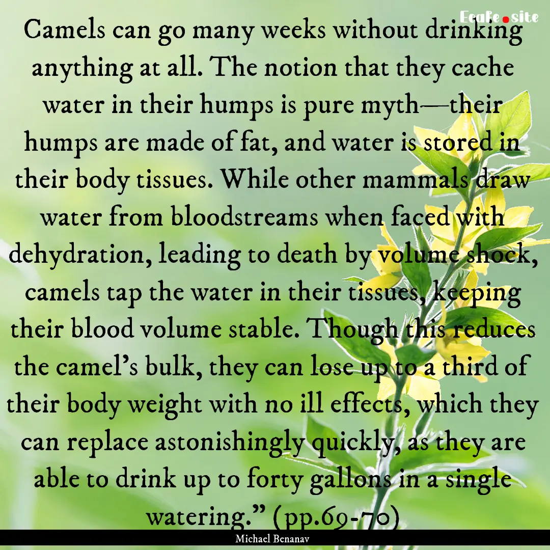 Camels can go many weeks without drinking.... : Quote by Michael Benanav