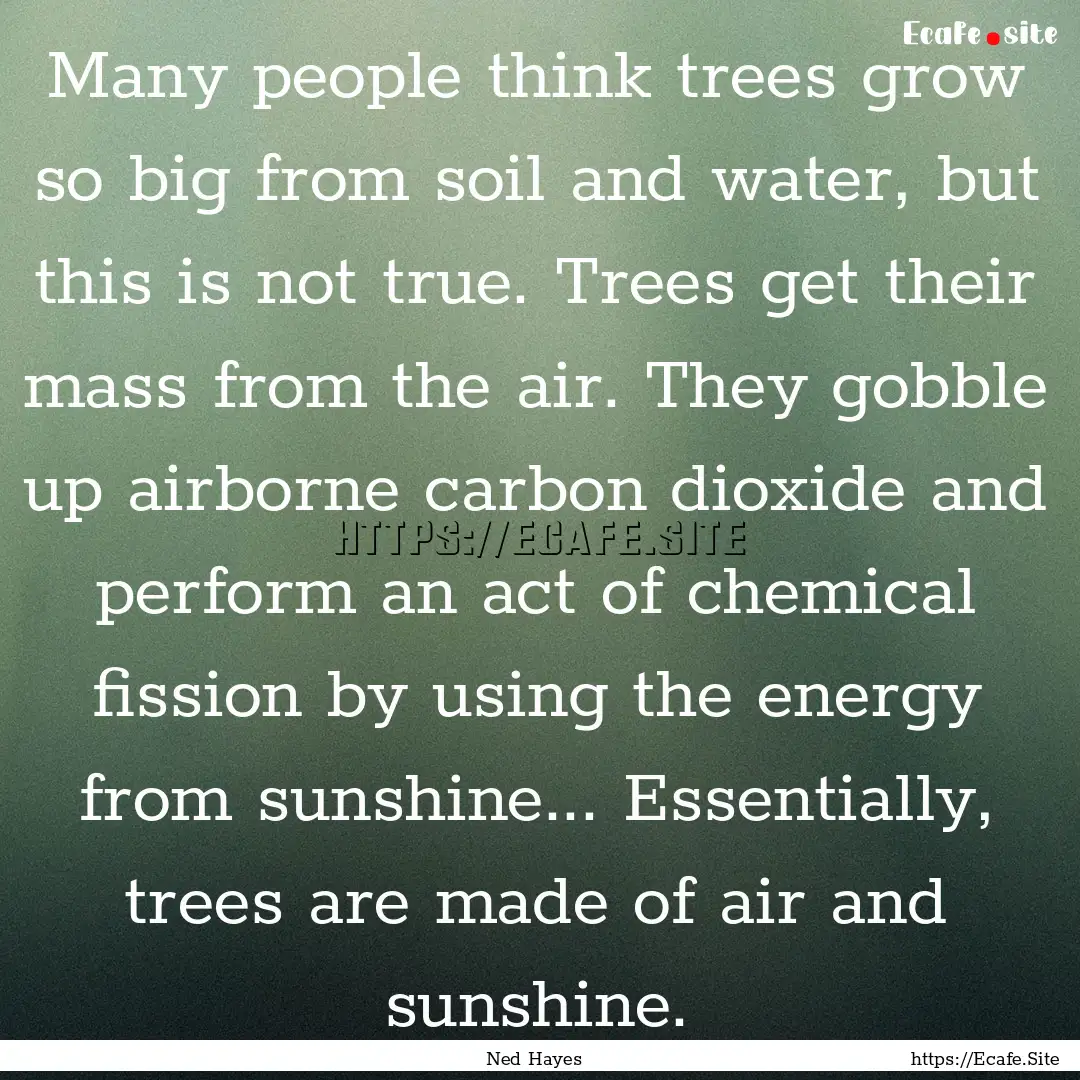 Many people think trees grow so big from.... : Quote by Ned Hayes