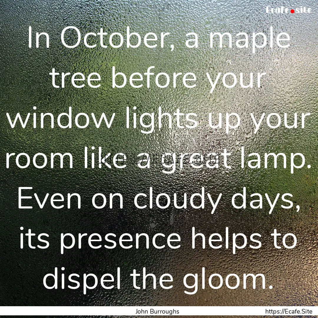 In October, a maple tree before your window.... : Quote by John Burroughs