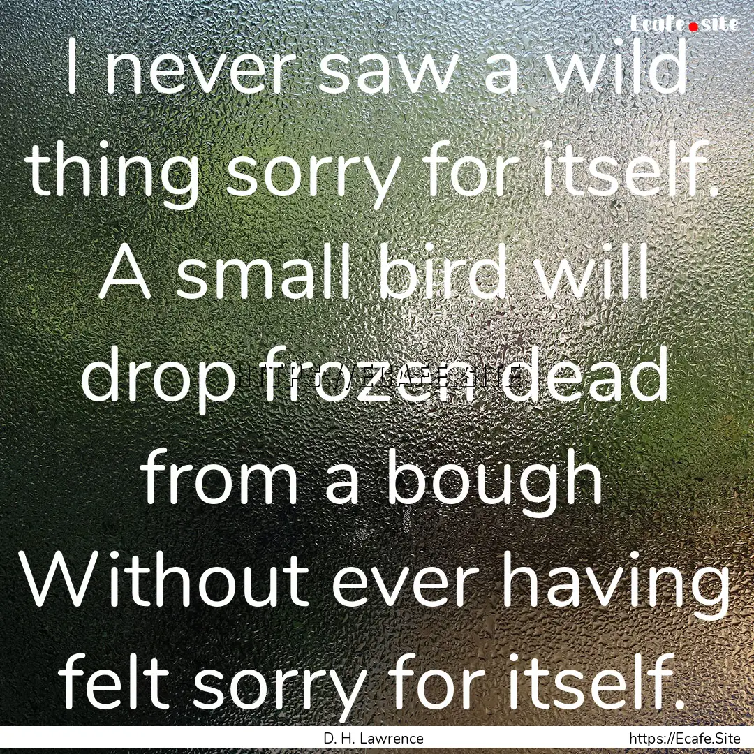 I never saw a wild thing sorry for itself..... : Quote by D. H. Lawrence