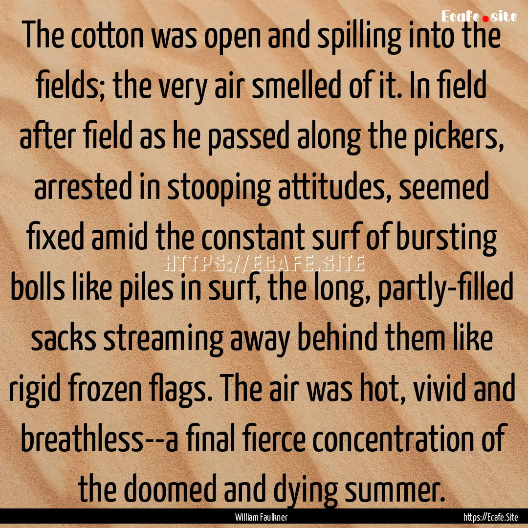 The cotton was open and spilling into the.... : Quote by William Faulkner