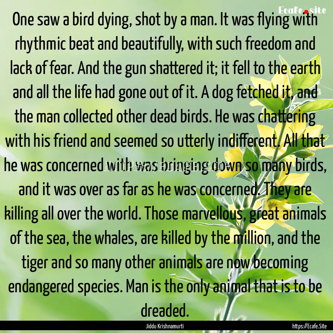 One saw a bird dying, shot by a man. It was.... : Quote by Jiddu Krishnamurti