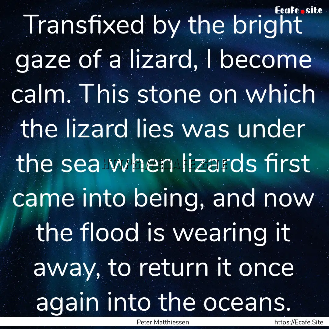 Transfixed by the bright gaze of a lizard,.... : Quote by Peter Matthiessen