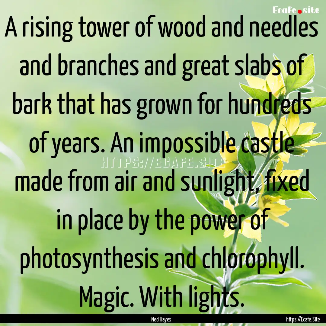 A rising tower of wood and needles and branches.... : Quote by Ned Hayes