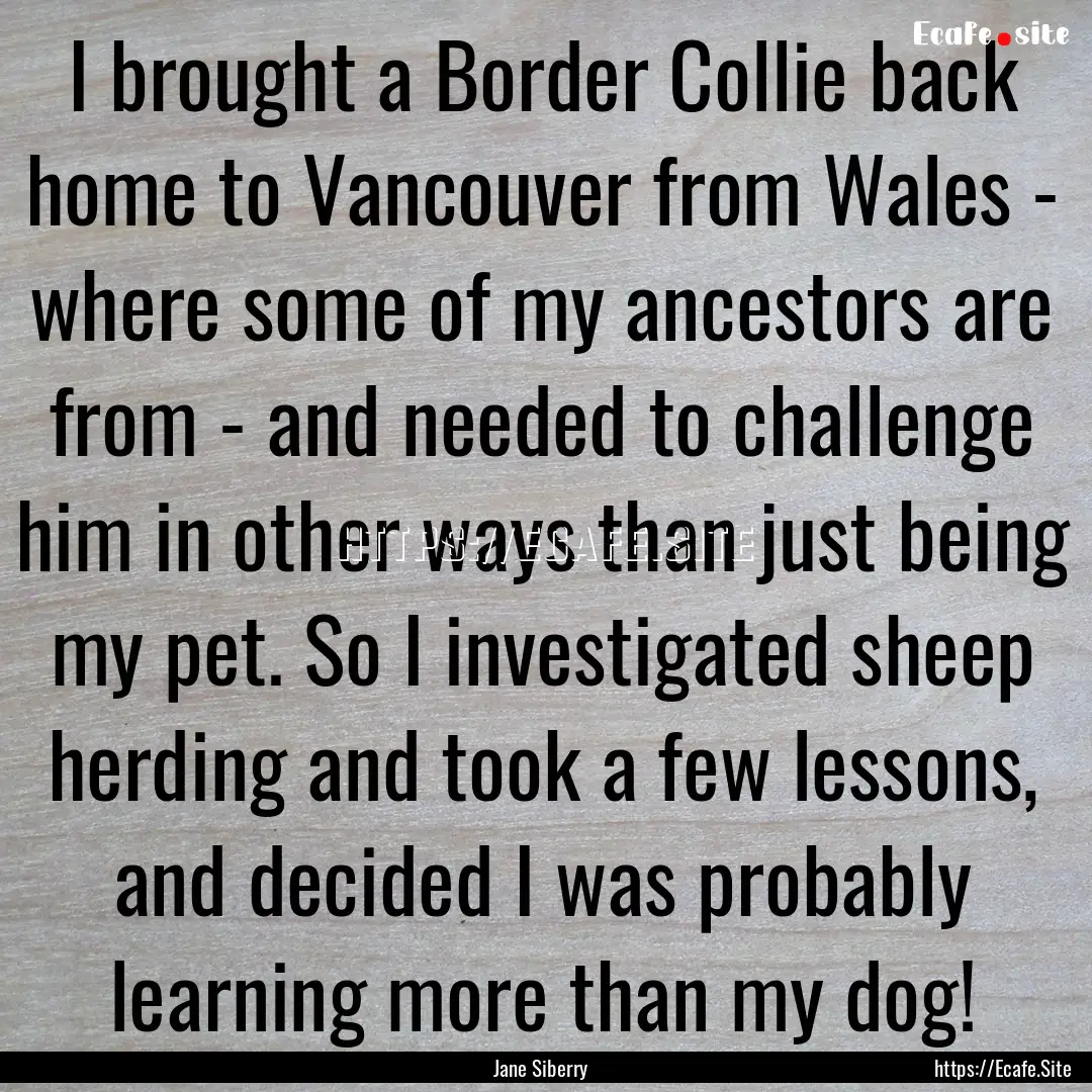 I brought a Border Collie back home to Vancouver.... : Quote by Jane Siberry